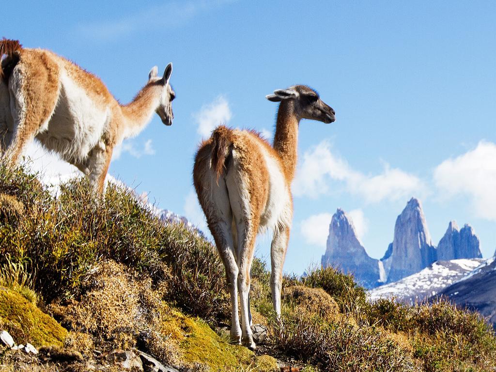Noi Indigo Patagonia Hotel Puerto Natales Eksteriør billede